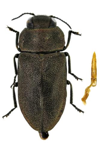 Anthaxia helvetica
